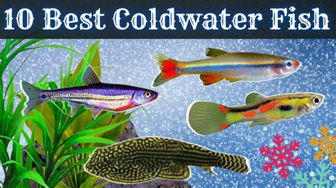 micro fish|The 22 Best Cold Water Fish (OK Without an Aquarium Heater).